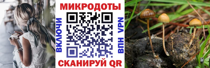 Псилоцибиновые грибы Cubensis купить закладку Поронайск